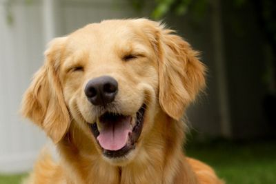 Who Gets the Family Pet After Divorce?